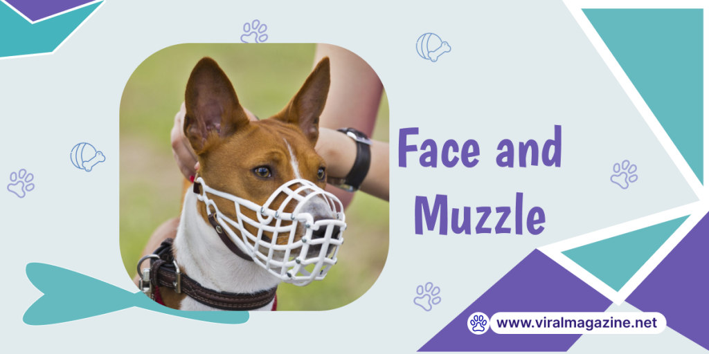 Face and Muzzle of dog