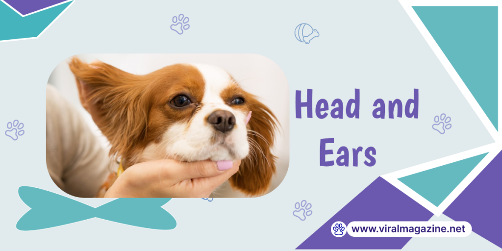 Head and Ears of a dog