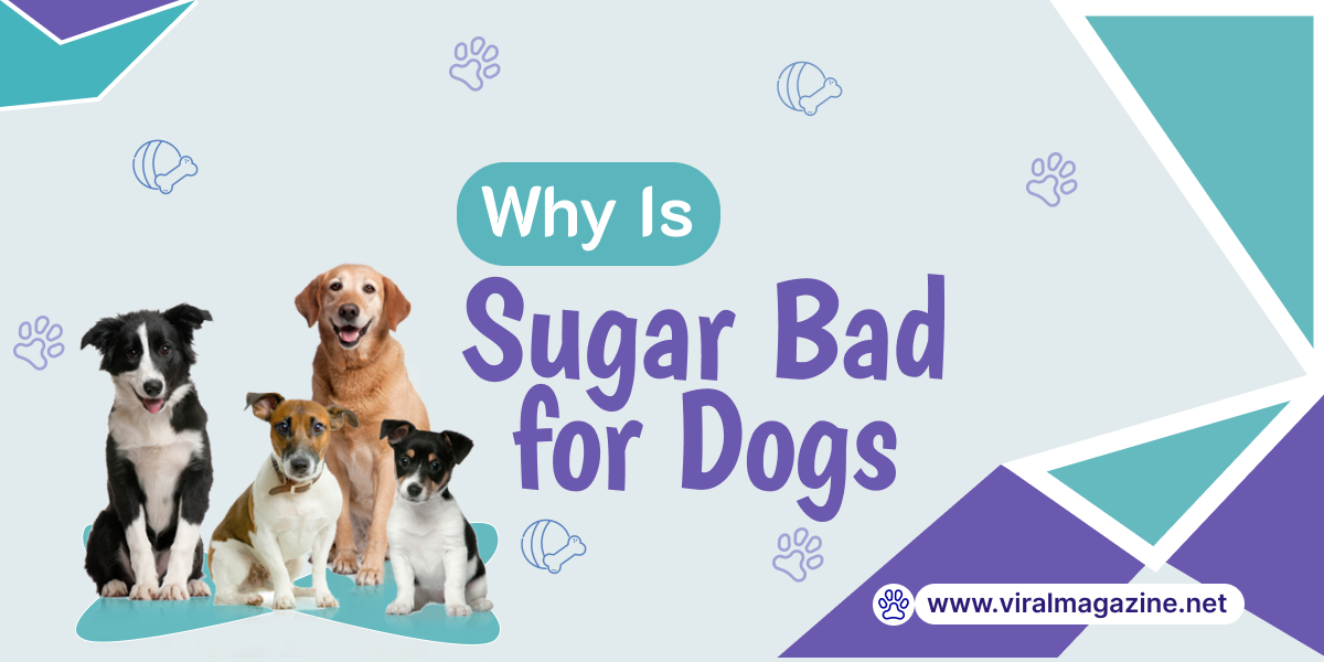 Why Is Sugar Bad for Dogs