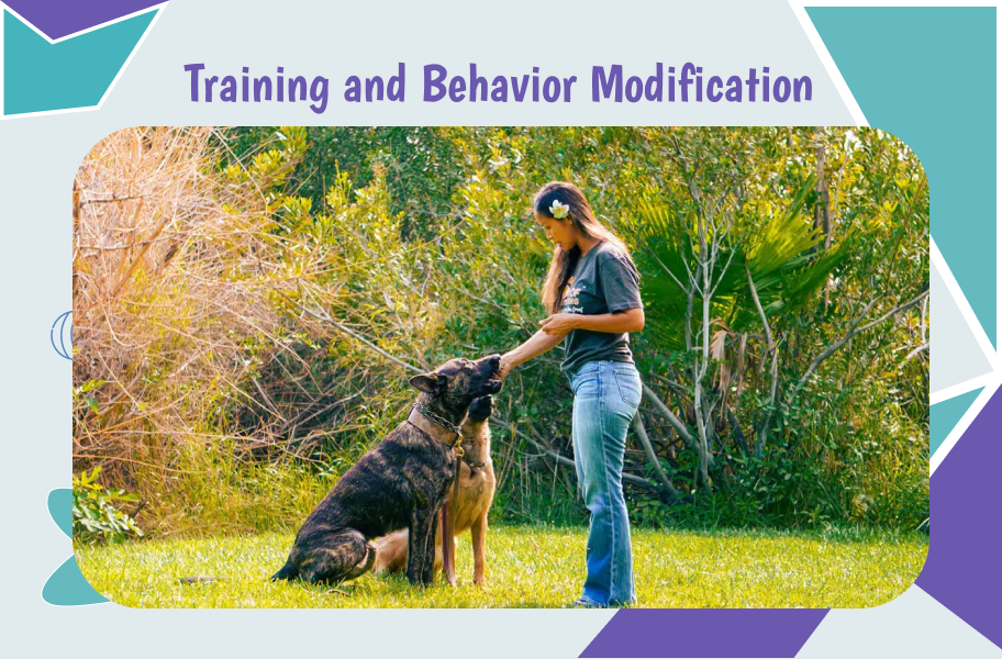 Training and Behavior Modification of dogs