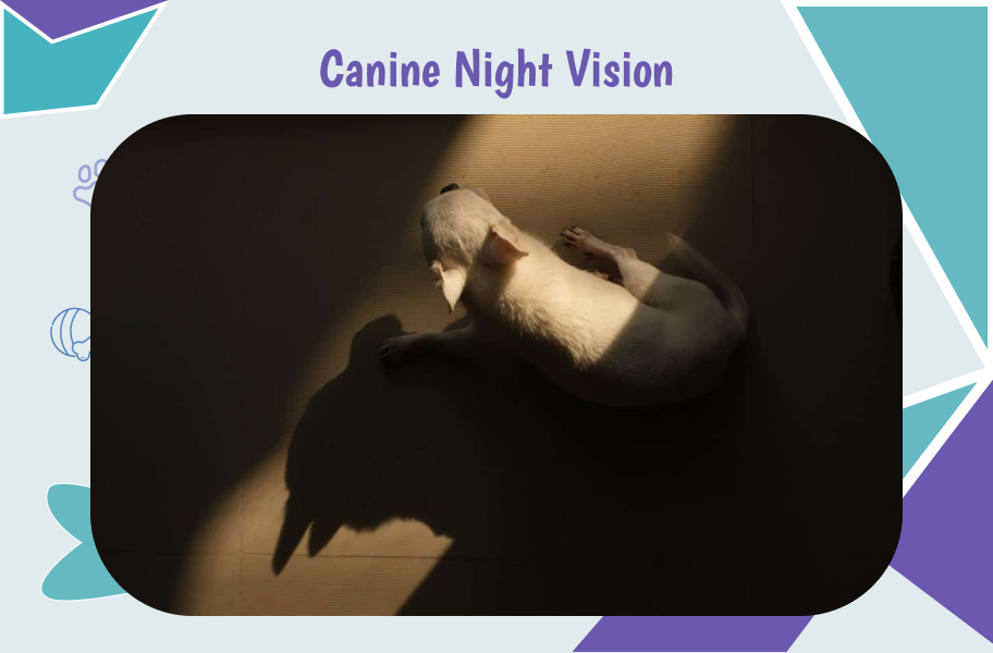 Canine Night Vision of dogs