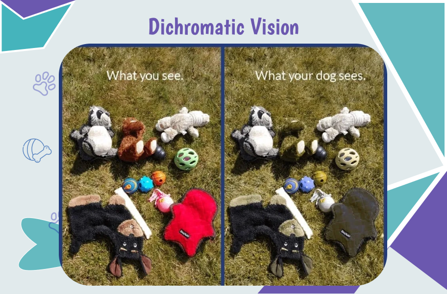 Dichromatic Vision of dogs