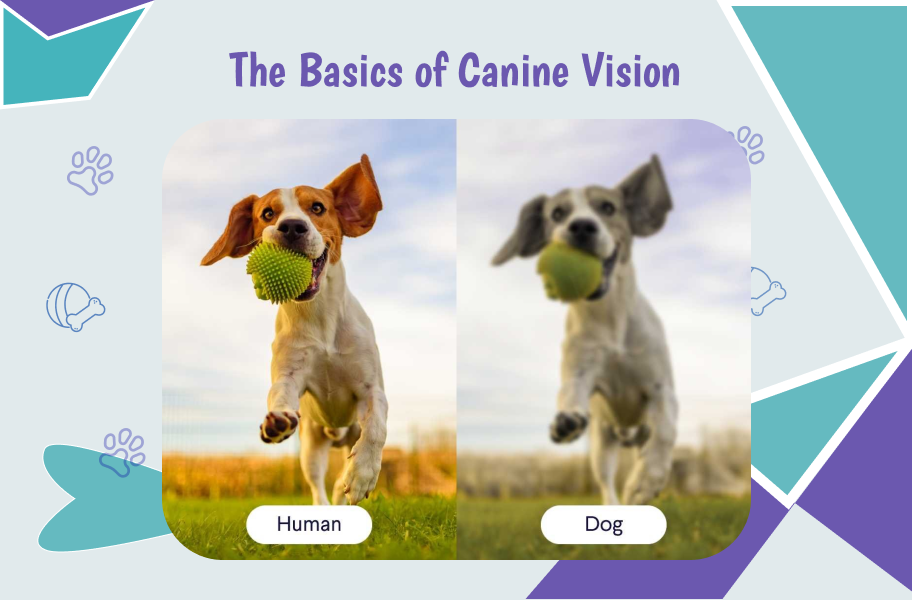  Basics of dogs Canine Vision 