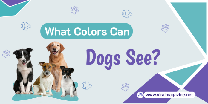What Colors Can Dogs See