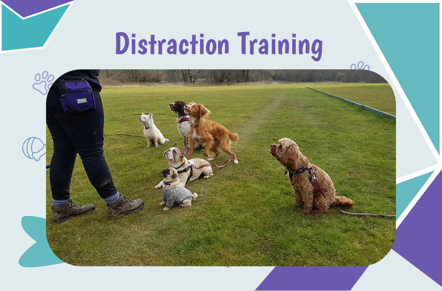 Distraction Training of Dogs